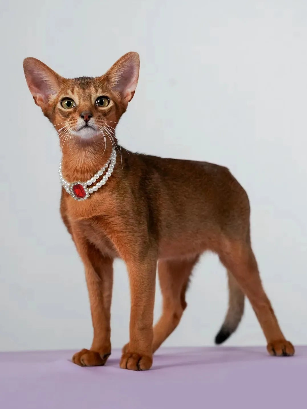 Red Diamond Double Strand Pearl & Rhinestone Pet Necklace - Luxury Collar Size M (25-31CM)